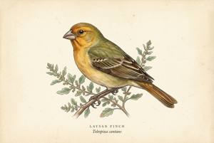 Laysan Finch illustration