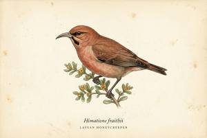 Laysan Honeycreeper illustration