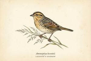 LeConte's Sparrow illustration
