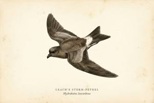 Leach's Storm-Petrel illustration