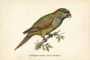 Leaf Lorikeet illustration