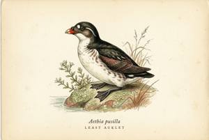 Least Auklet illustration