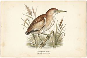Least Bittern illustration