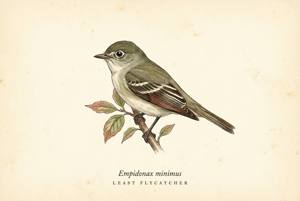 Least Flycatcher illustration