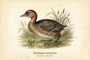 Least Grebe illustration