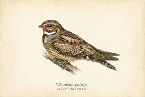 Least Nighthawk illustration