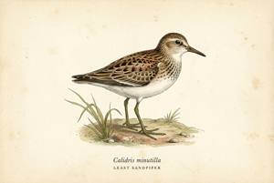 Least Sandpiper illustration