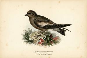 Least Storm-Petrel illustration