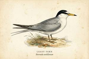 Least Tern illustration