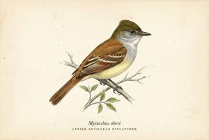 Lesser Antillean Flycatcher illustration