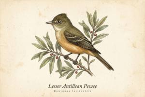Lesser Antillean Pewee illustration