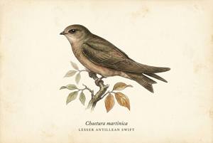 Lesser Antillean Swift illustration