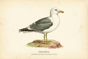 Lesser Black-backed Gull illustration