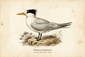 Lesser Crested Tern illustration