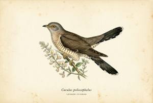 Lesser Cuckoo illustration
