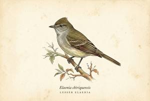 Lesser Elaenia illustration