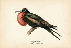 Lesser Frigatebird illustration