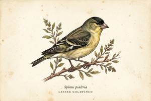 Lesser Goldfinch illustration