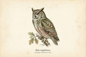 Lesser Horned Owl illustration