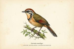 Lesser Necklaced Laughingthrush illustration