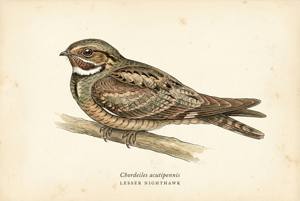 Lesser Nighthawk illustration
