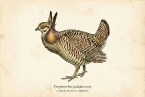 Lesser Prairie-Chicken illustration