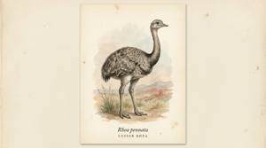 Lesser Rhea illustration