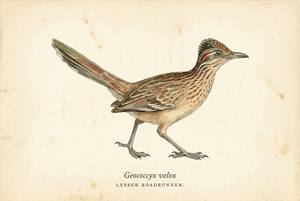 Lesser Roadrunner illustration