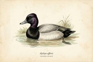 Lesser Scaup illustration