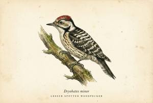 Lesser Spotted Woodpecker illustration