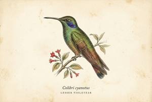 Lesser Violetear illustration
