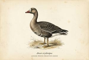Lesser White-fronted Goose illustration