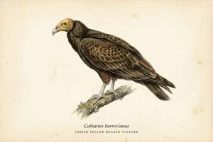 Lesser Yellow-headed Vulture illustration