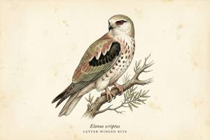 Letter-winged Kite illustration