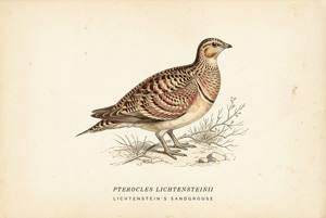 Lichtenstein's Sandgrouse illustration