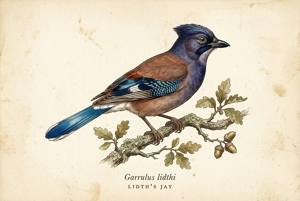 Lidth's Jay illustration