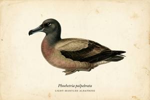 Light-mantled Albatross illustration