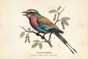 Lilac-breasted Roller illustration