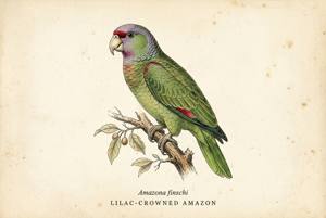 Lilac-crowned Amazon illustration