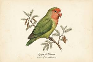 Lilian's Lovebird illustration