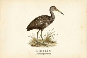 Limpkin illustration