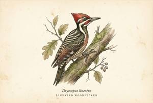 Lineated Woodpecker illustration
