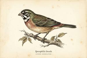 Lined Seedeater illustration