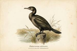 Little Black Cormorant illustration