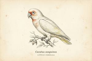 Little Corella illustration