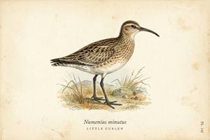 Little Curlew illustration