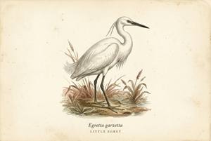 Little Egret illustration