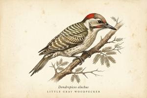 Little Gray Woodpecker illustration