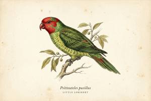 Little Lorikeet illustration