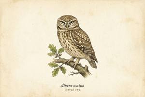 Little Owl illustration